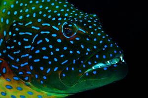 Red Sea Grouper by Paul Colley 